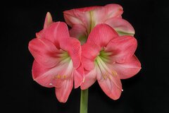 Amaryllis 'Susan'