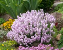 Aethionema Species, Fragrant Persian Stonecress