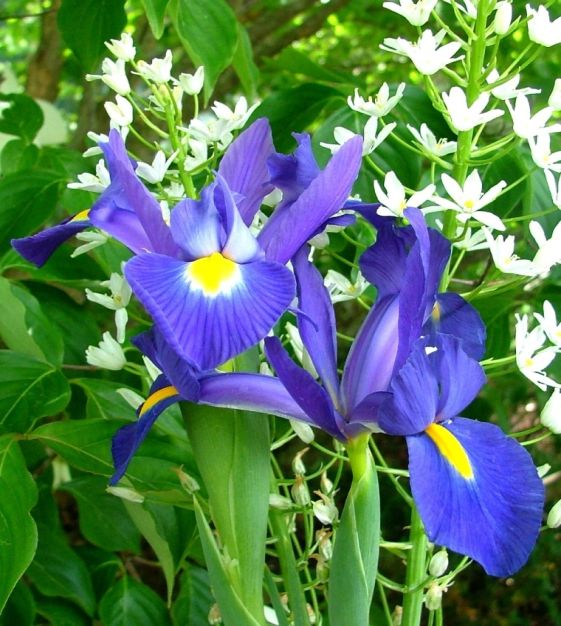 Dutch Iris, Species X Iris Blue Magic