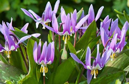 Erythronium Species, Dogs-Tooth Violet, European Dogs Tooth Violet