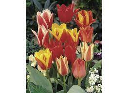Greigii Tulip Peacock