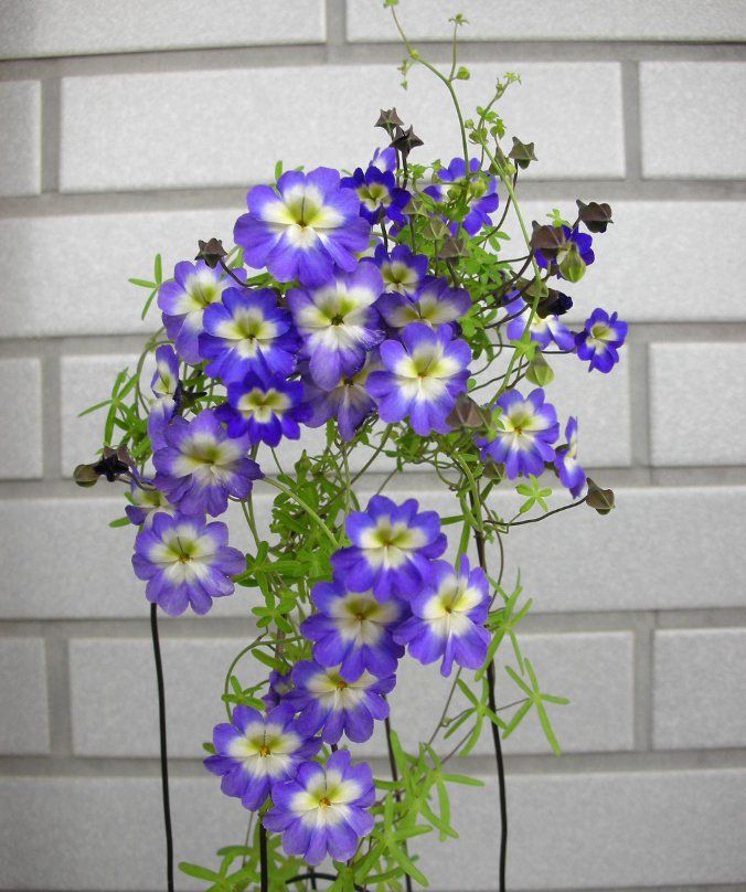 Blue Nasturtium