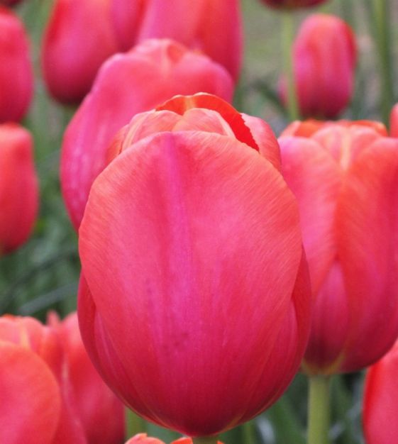Single Late Tulip Renown