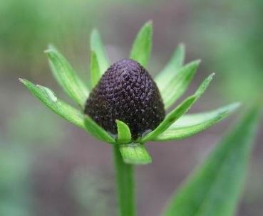 Rudbeckia, Naked Coneflower, Western Coneflower Black Beauty