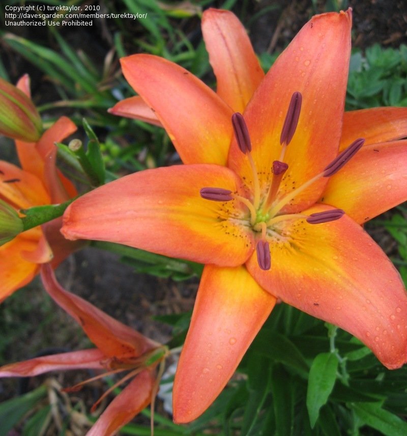 Asiatic Lily Tropical Dream
