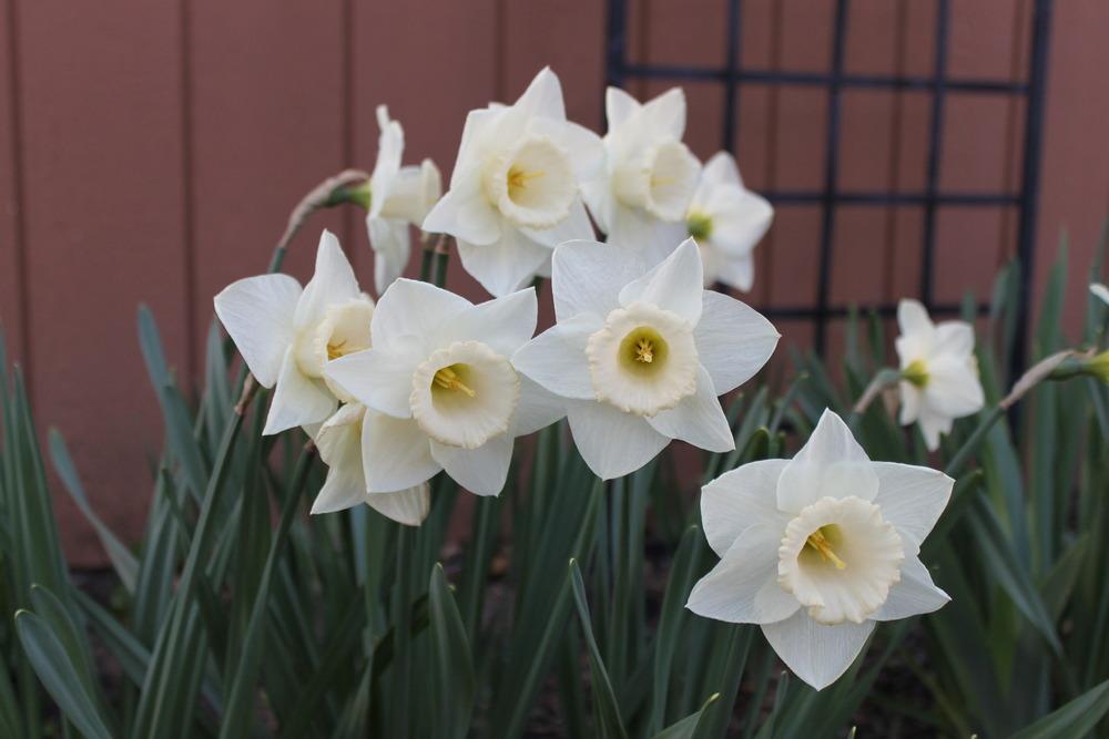 Long-Cupped Narcissus, Large-cupped Daffodil Passionale