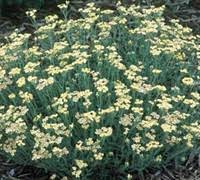 Achillea, Dwarf Yarrow, Woolly Yarrow King Edward