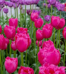 Fringed Tulip Burgundy Lace