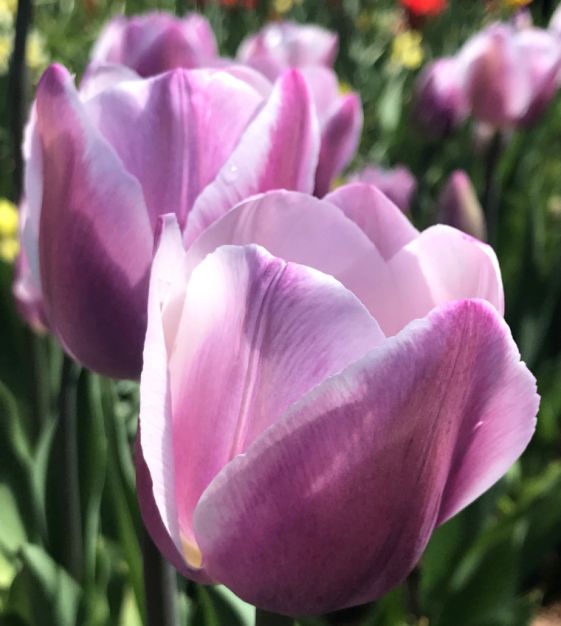 Triumph Tulip Dreaming Maid