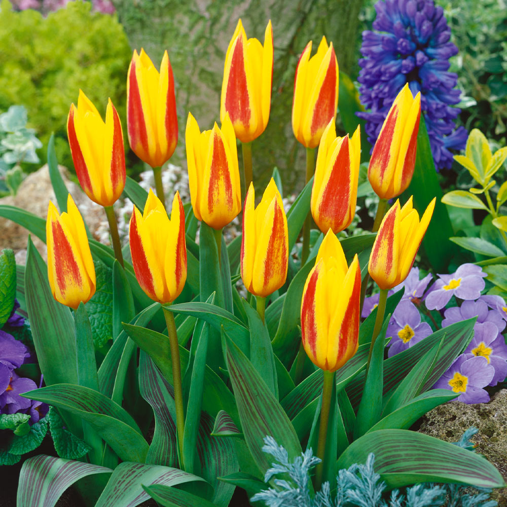 Waterlily Tulip Giuseppe Verdi