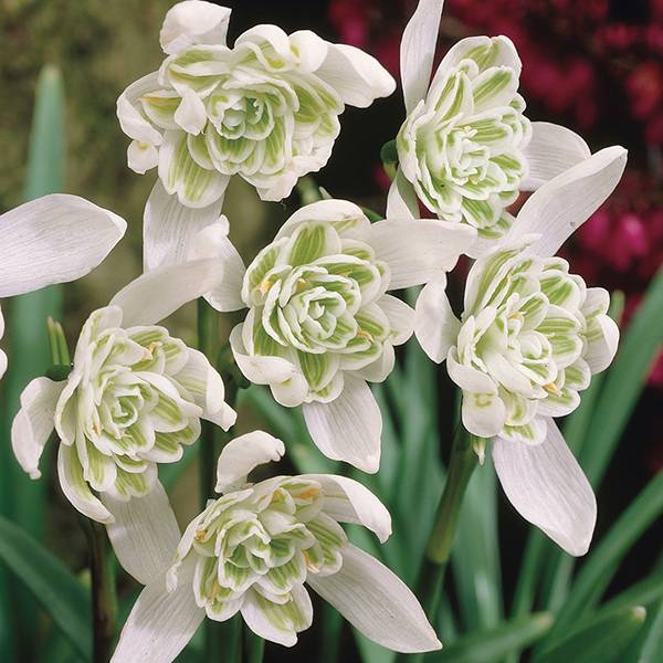 Galanthus, Double Common Snowdrop Flore Pleno