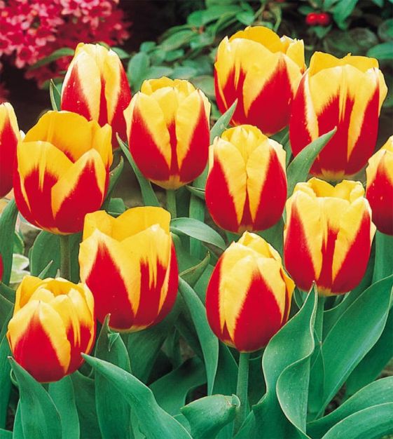 Single Early Tulip Keizerskroon