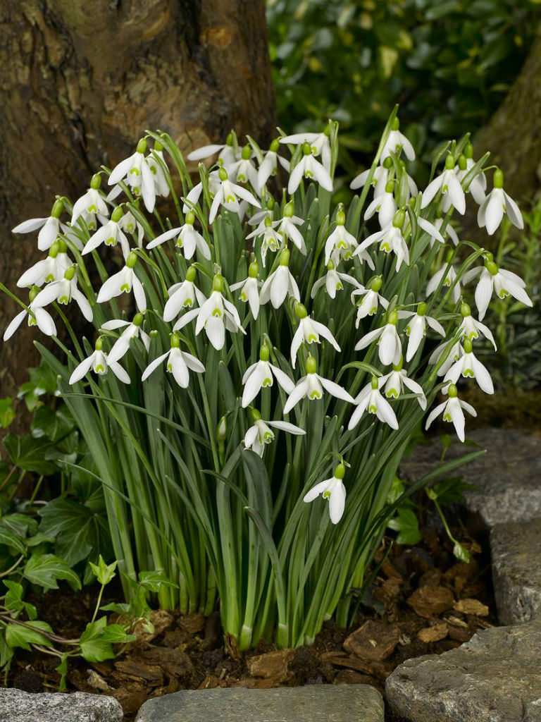 Galanthus Species, Elwess Snowdrop, Giant Snowdrop, Greater Snowdrop