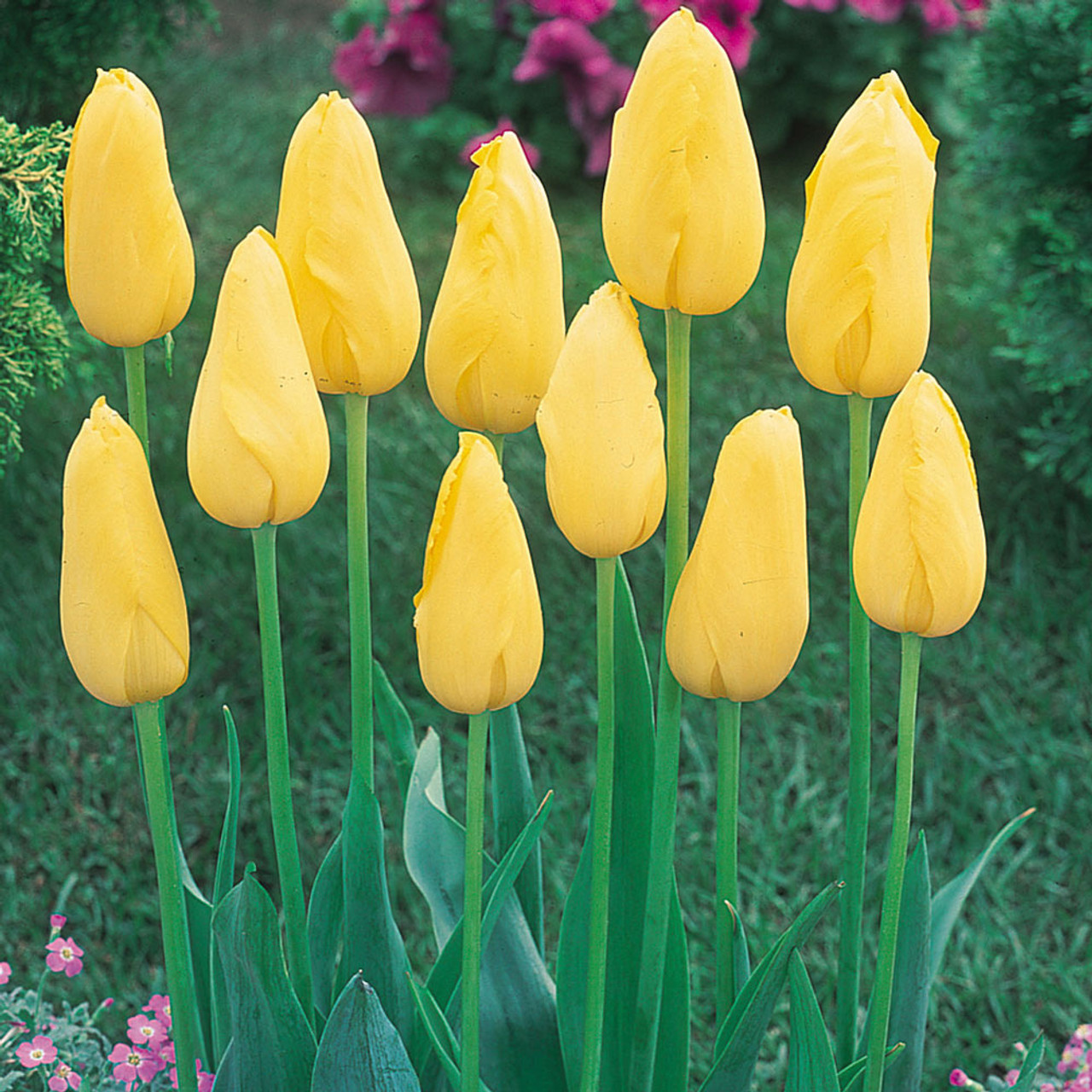 Single Late Tulip Mrs. John T. Scheepers