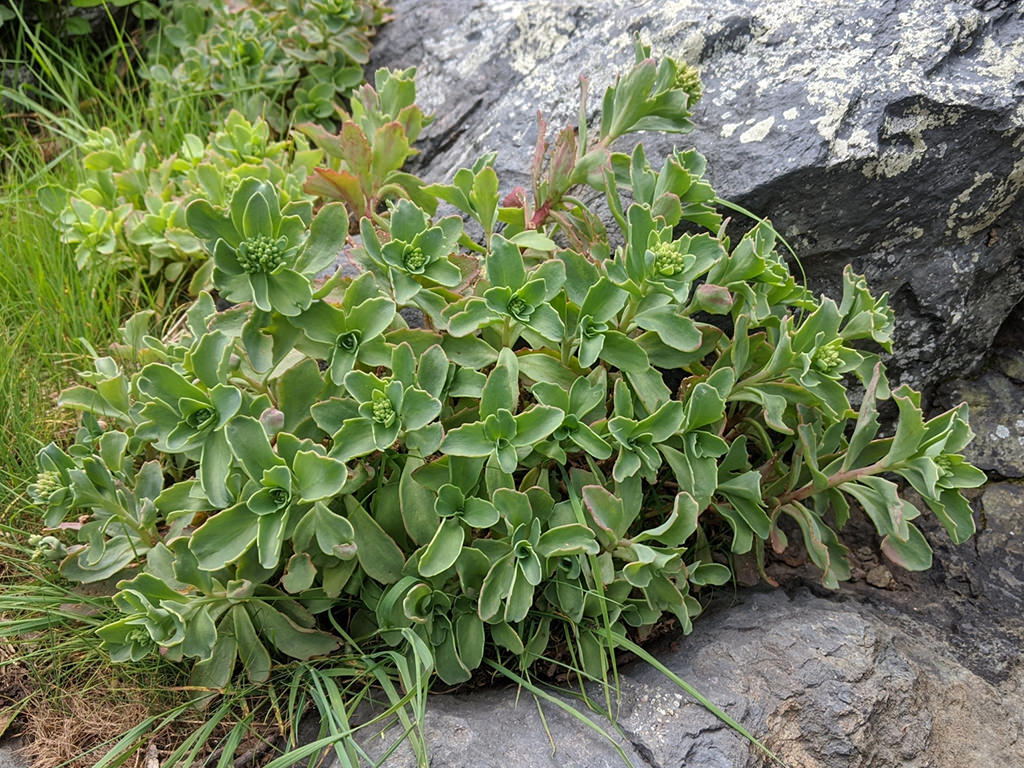 Hylotelephium Species, Allegheny Stonecrop, Showy Stonecrop, Wild Live-Forever