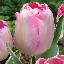 Triumph Tulip New Design