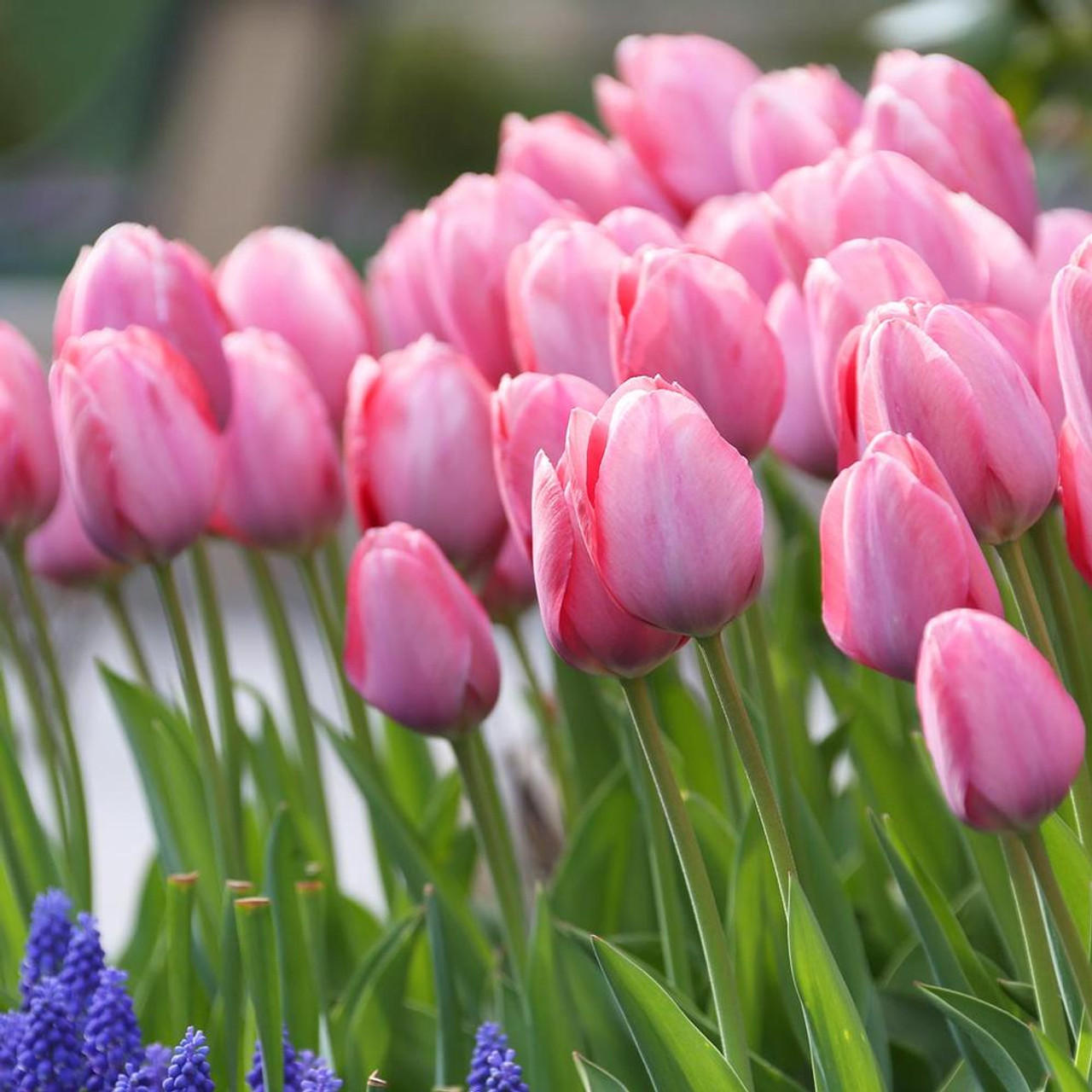 Darwin Hybrid Tulip Van Eijk