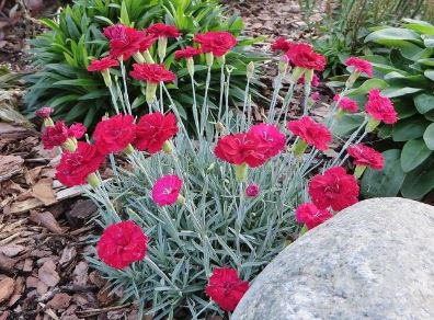 Dianthus, Allwood Pinks, Modern Pinks Desmond