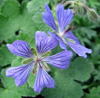 Geranium, Dwarf Cranesbill, Hardy Geranium, Renards Cranesbill Philippe Vapelle