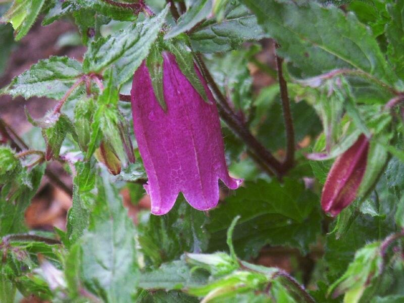 Campanula, Cherry Bells, Spotted Bellflower Bowl of Cherries