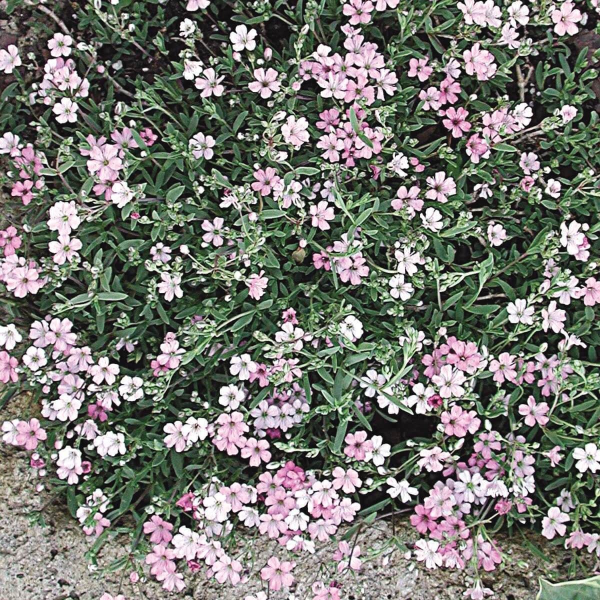 Gypsophila, Creeping Babys Breath Rosea