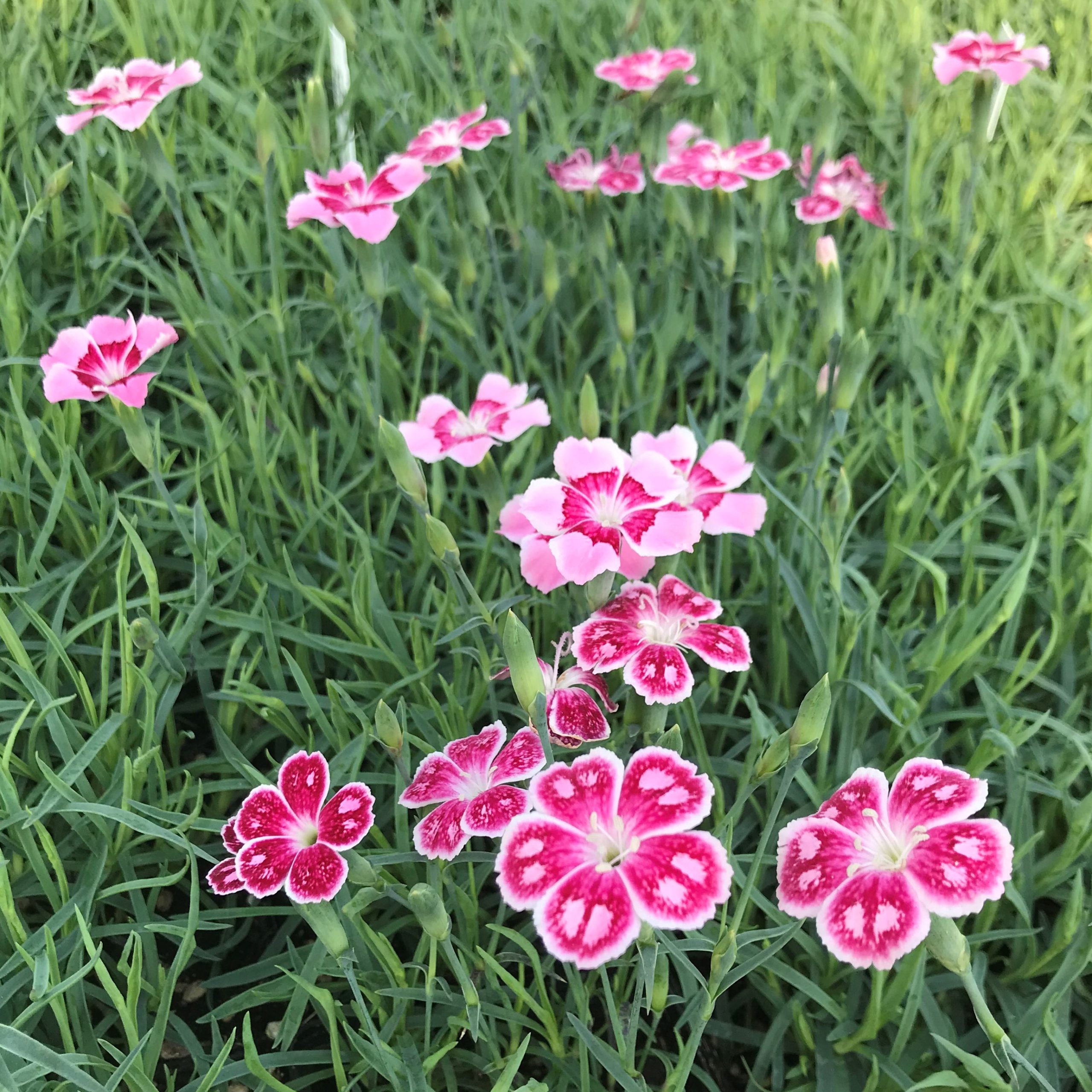 Dianthus, Cheddar Pinks Spotty