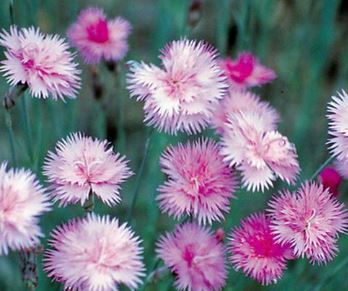 Dianthus, Cheddar Pinks Mountain Mist