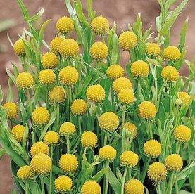 Helenium Species, Pineapple Helenium, Pineapple Sneezeweed
