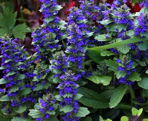 Ajuga Species, Blue Bugleweed, Geneva Bugleweed, Upright Bugle