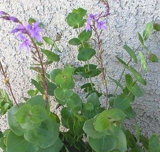 Veronica Species, Diggers Speedwell