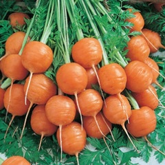 Carrot 'Parisian'
