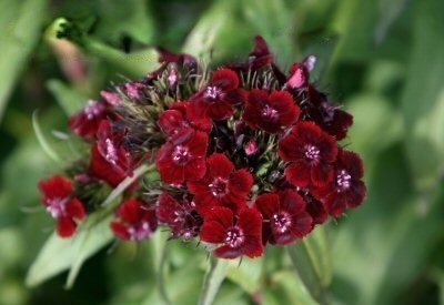 Dianthus, Sweet William Ruby Moon