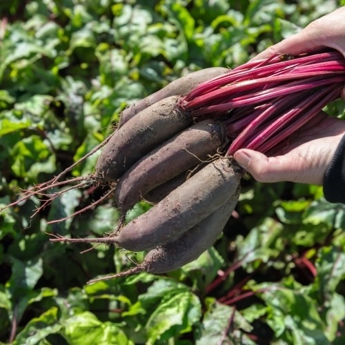 Beet Taunus