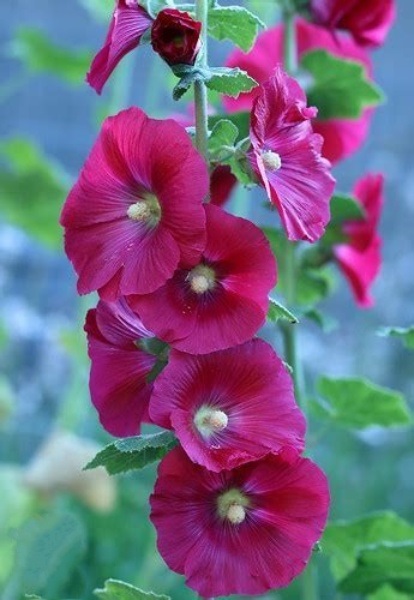 Alcea, Common Hollyhock, Garden Hollyhock Spotlight Mars Magic