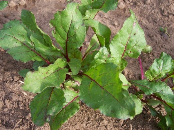 Beet Jupiter