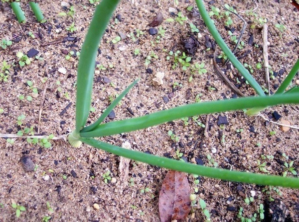 Allium, Garden Onion, Edible Onion Golden Grande