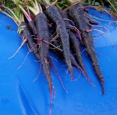 Carrot 'Purple 68'