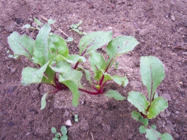 Beet Zeppo