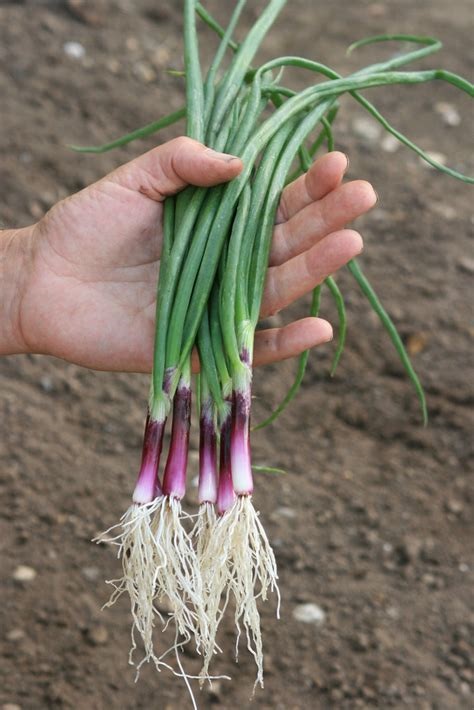 Allium, Garden Onion, Bunching Onion Apache