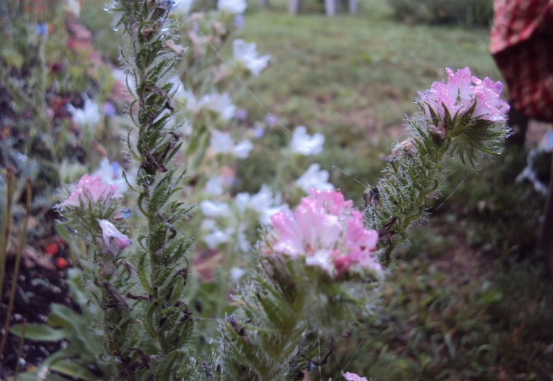 Echium, Vipers Bugloss Pink Bedder