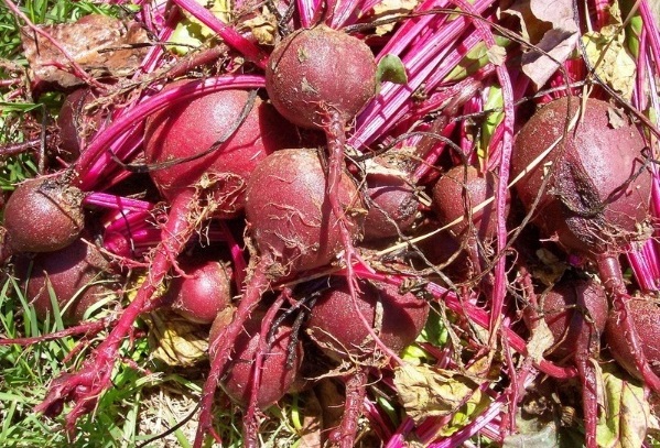 Beet Falcon