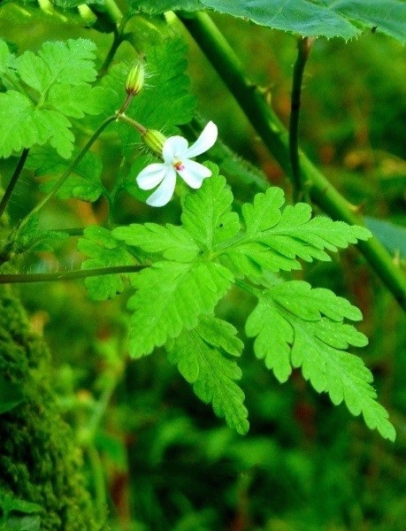 Geranium Species, White Herb-Robert, Herb Robert Exmoor Snow