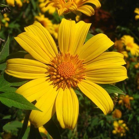 Tithonia, Mexican Sunflower Arla