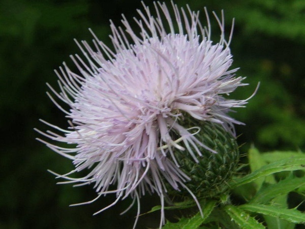 Cirsium Species, Roadside Thistle, Tall Thistle