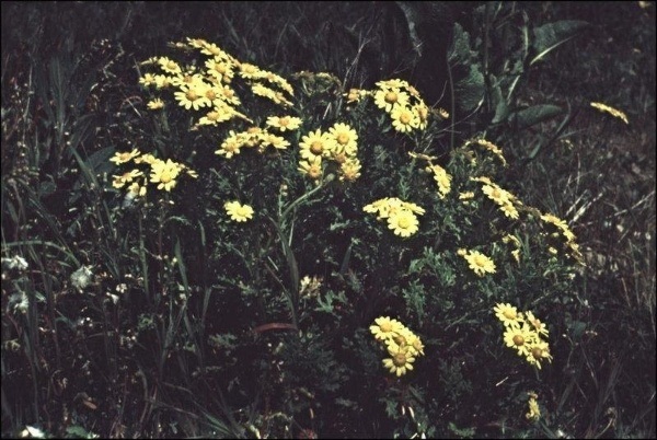 Oxford Ragwort