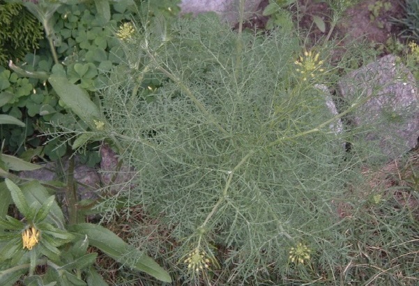 Descurainia Species, Flixweed, Herb Sophia