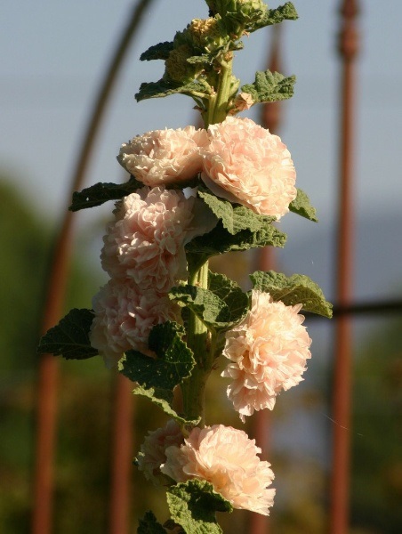 Alcea, Double Hollyhock, Garden Hollyhock Chaters Double Apricot