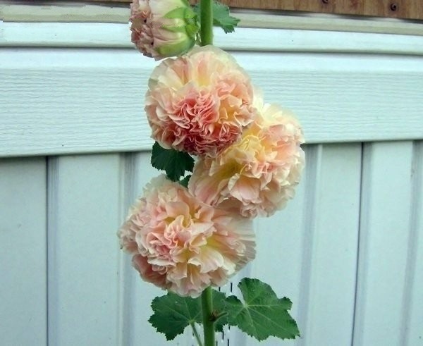Alcea, Double Hollyhock, Garden Hollyhock Chaters Double Chamois