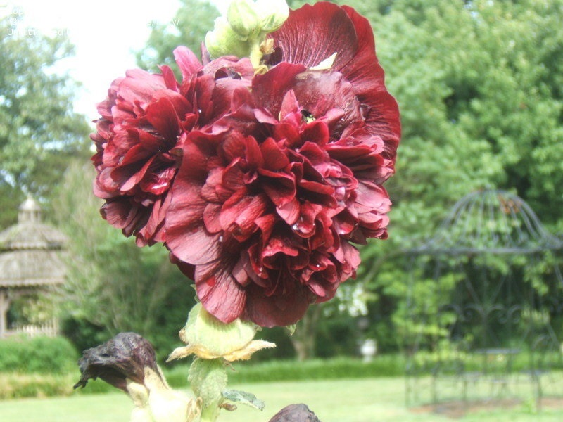 Alcea, Double Hollyhock, Garden Hollyhock Chaters Double Maroon