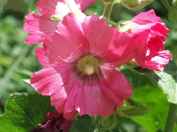 Alcea, Common Hollyhock, Garden Hollyhock Indian Summer